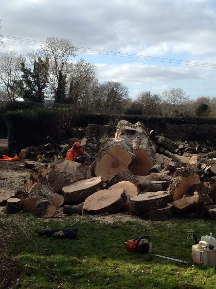 tree removal northern ireland